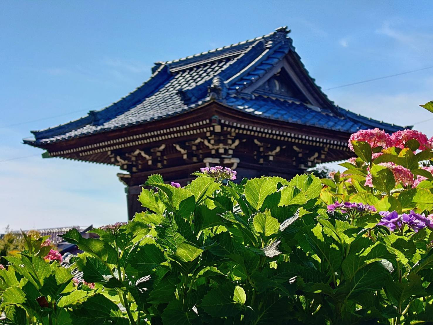6月13日 風景（あじさいと山門）