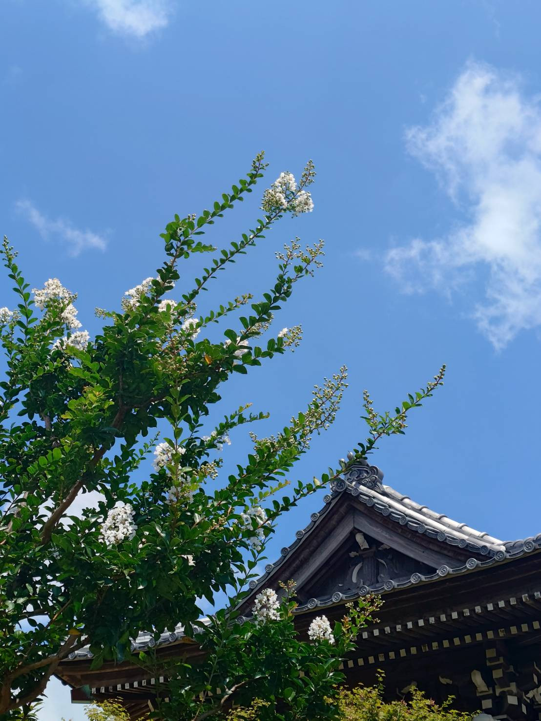 風景（サルスベリと山門 8月5日）