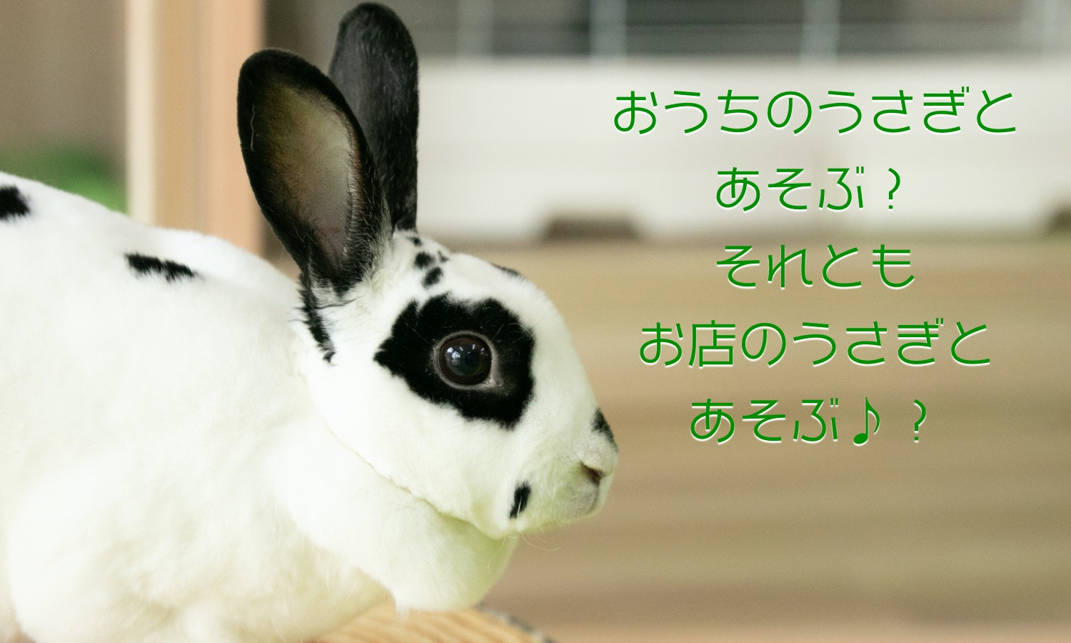 品多く うさぎさま専用 アクセサリー - www.cfch.org