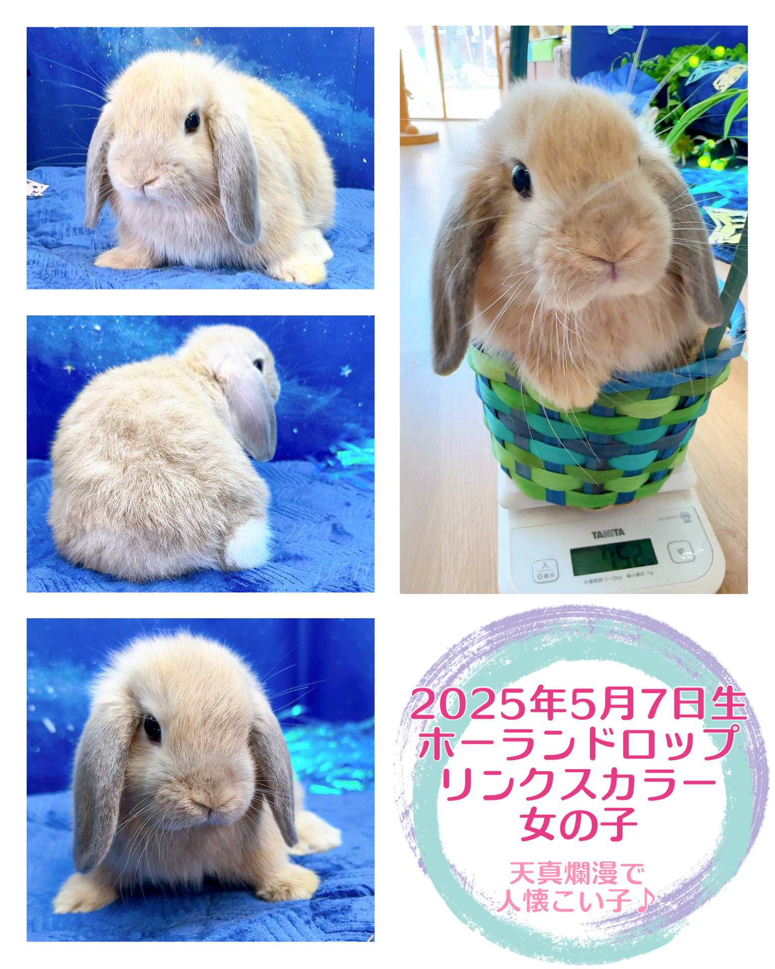 うさぎ生体販売 - 横須賀のうさぎ専門店ラビットハウスサニー