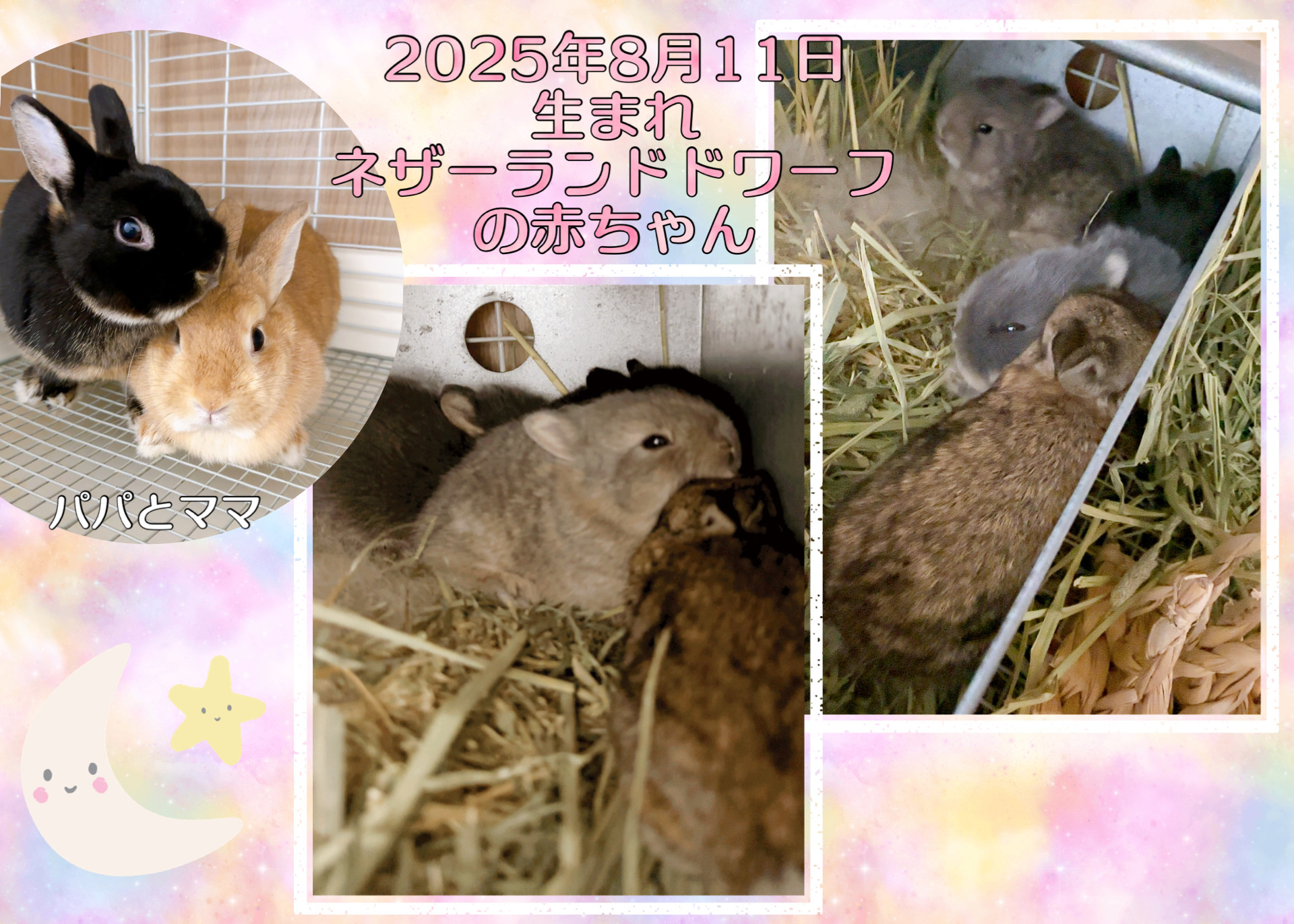 うさぎ家♡ maisonterrier - Search / X