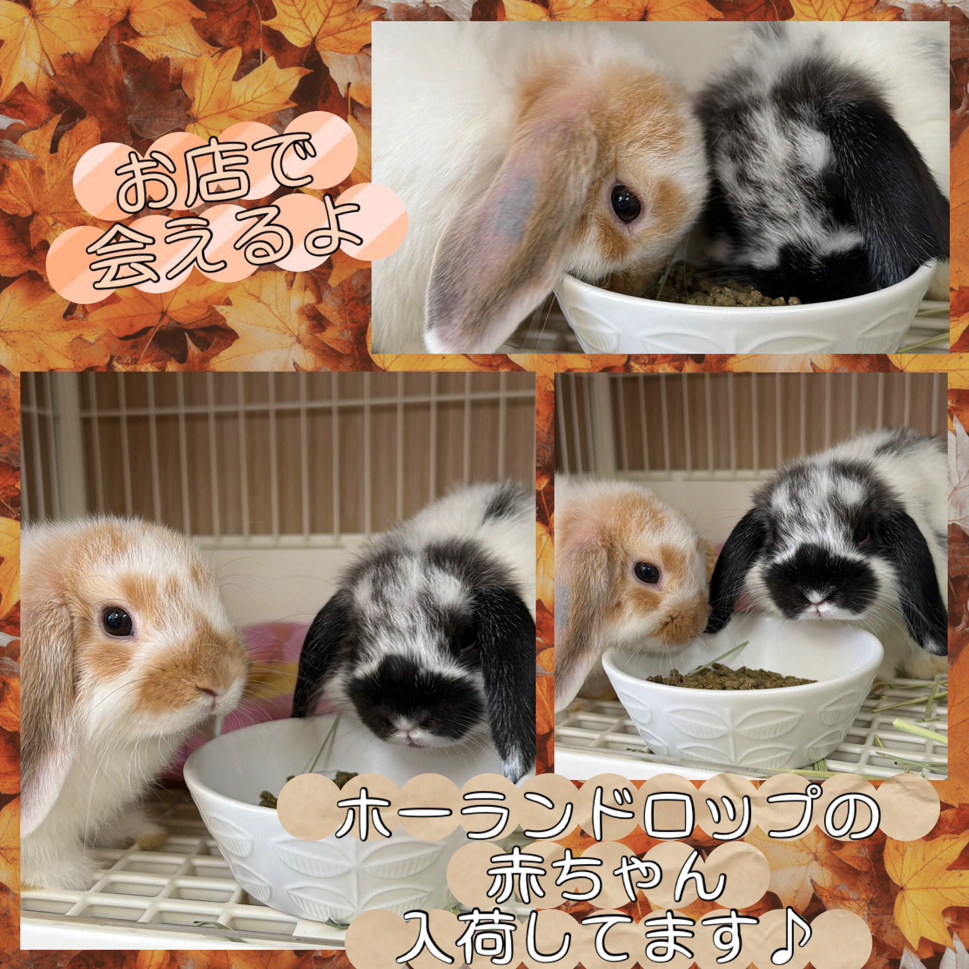 うさぎ 10/19まで Amazon.co.jp: BH7022 HANSA ネザーランドドワーフ21 : おもちゃ