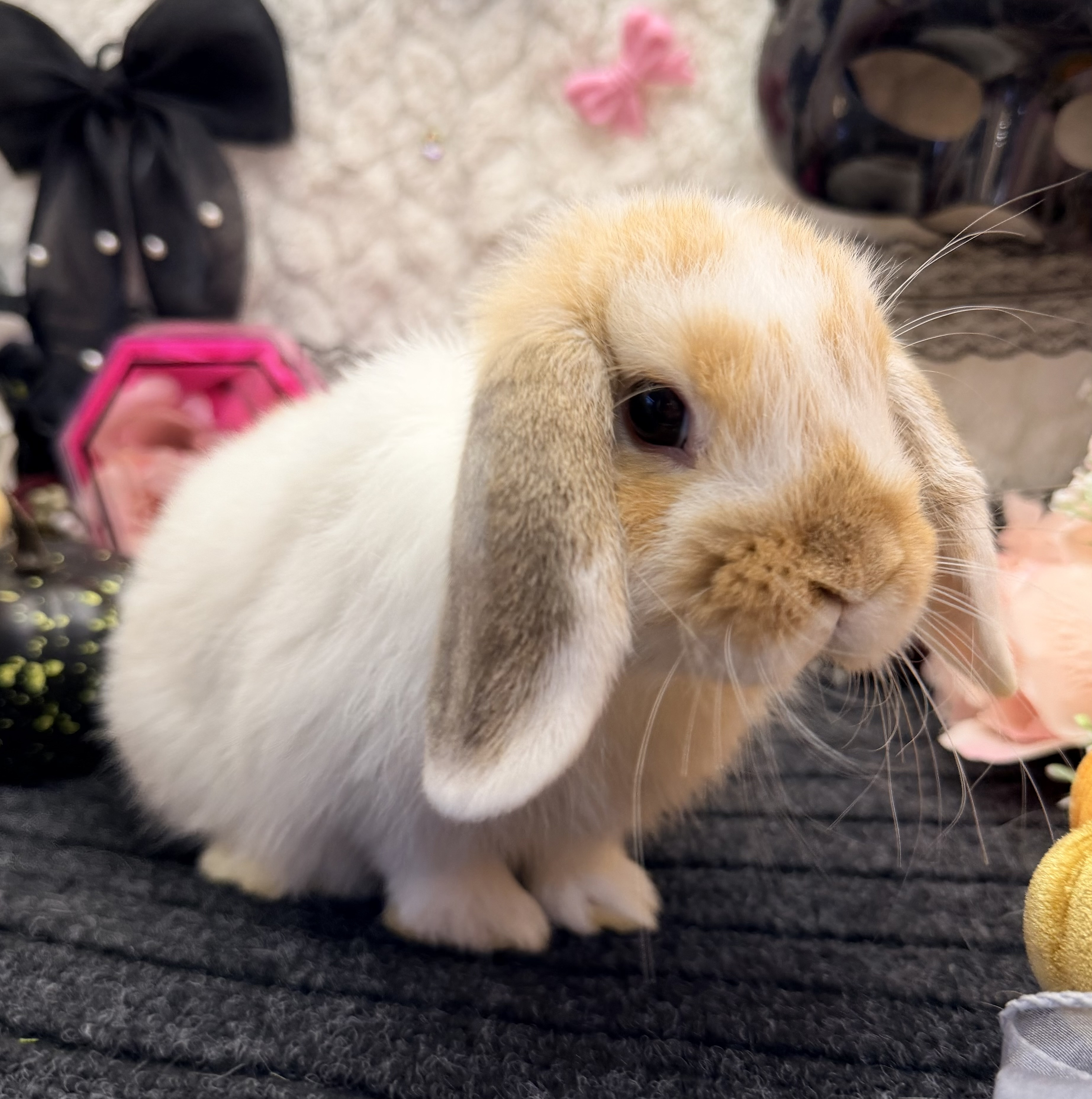 うさぎ生体販売 - 横須賀のうさぎ専門店ラビットハウスサニー