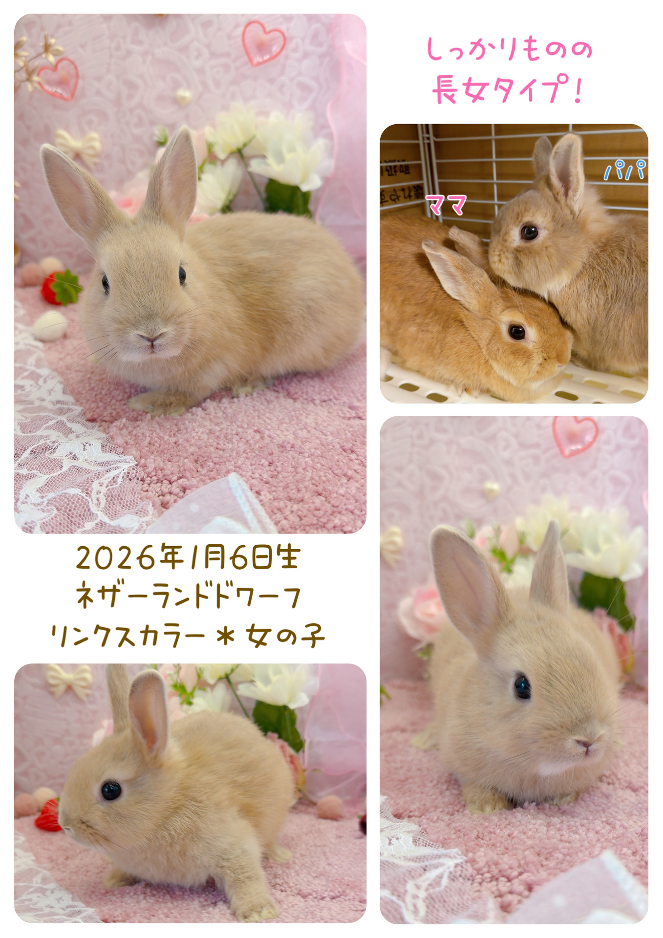 うさぎ生体販売 - 横須賀のうさぎ専門店ラビットハウスサニー