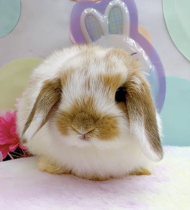 うさぎ生体販売 - 横須賀のうさぎ専門店ラビットハウスサニー