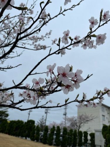 花見.jpeg