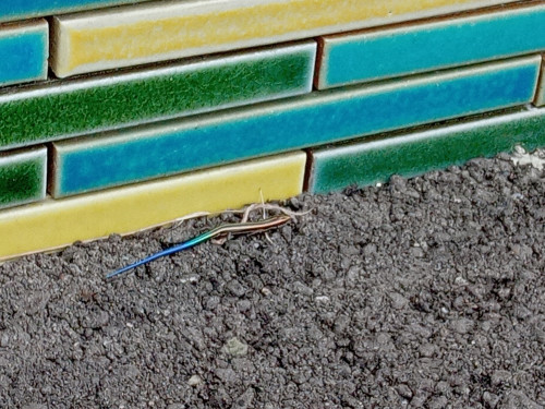 DSC_0350.jpg
