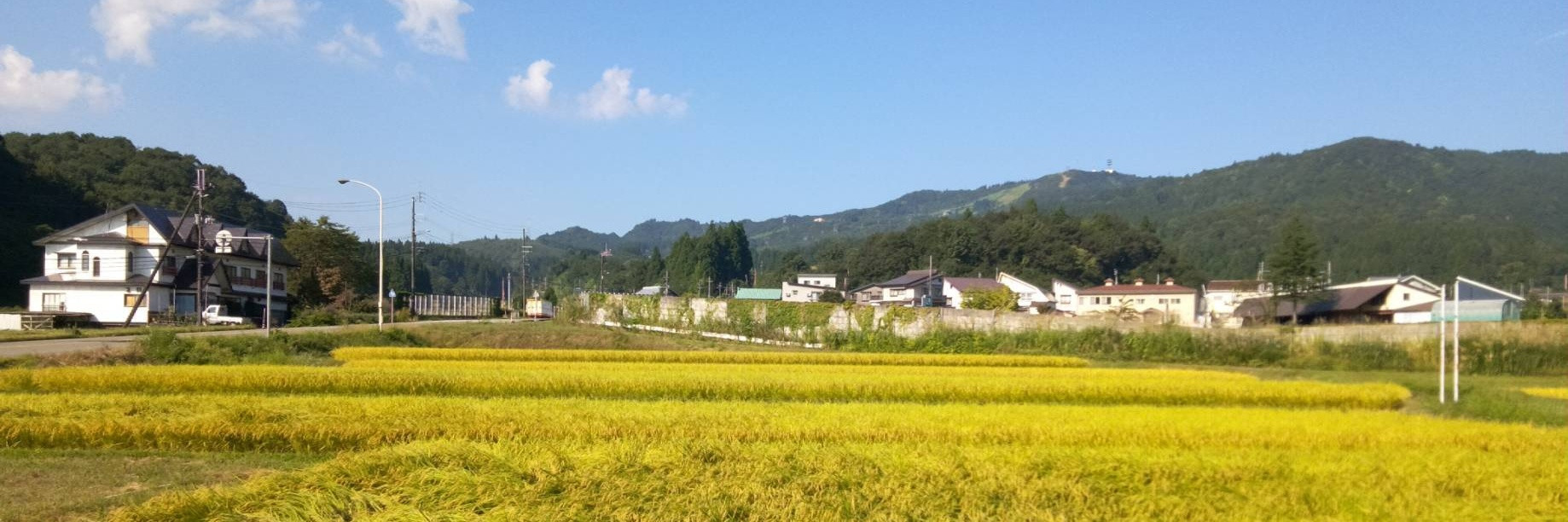 黄金色のたんぼ