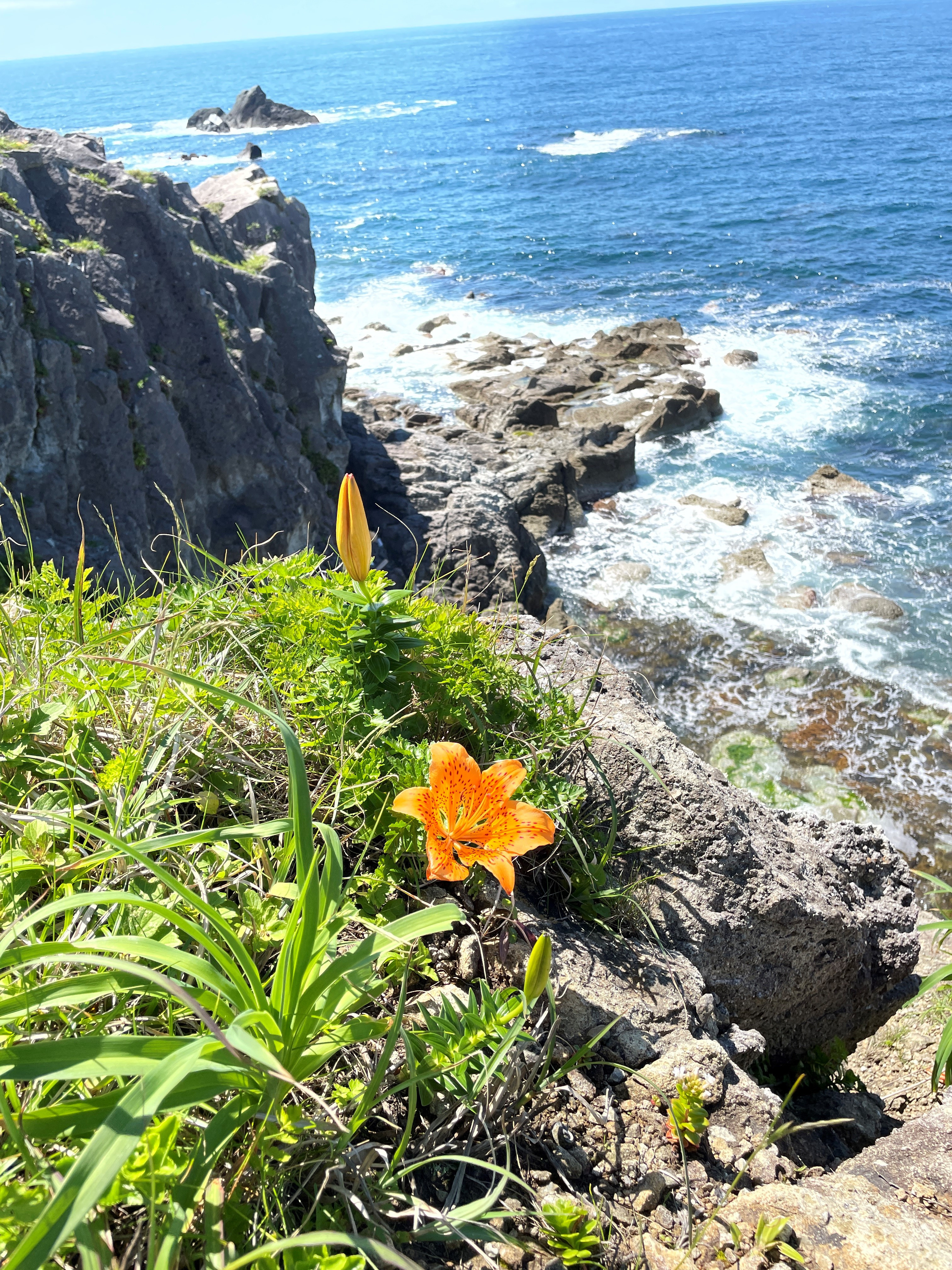 佐渡の海岸線に岩百合、花カンゾウの季節到来です。