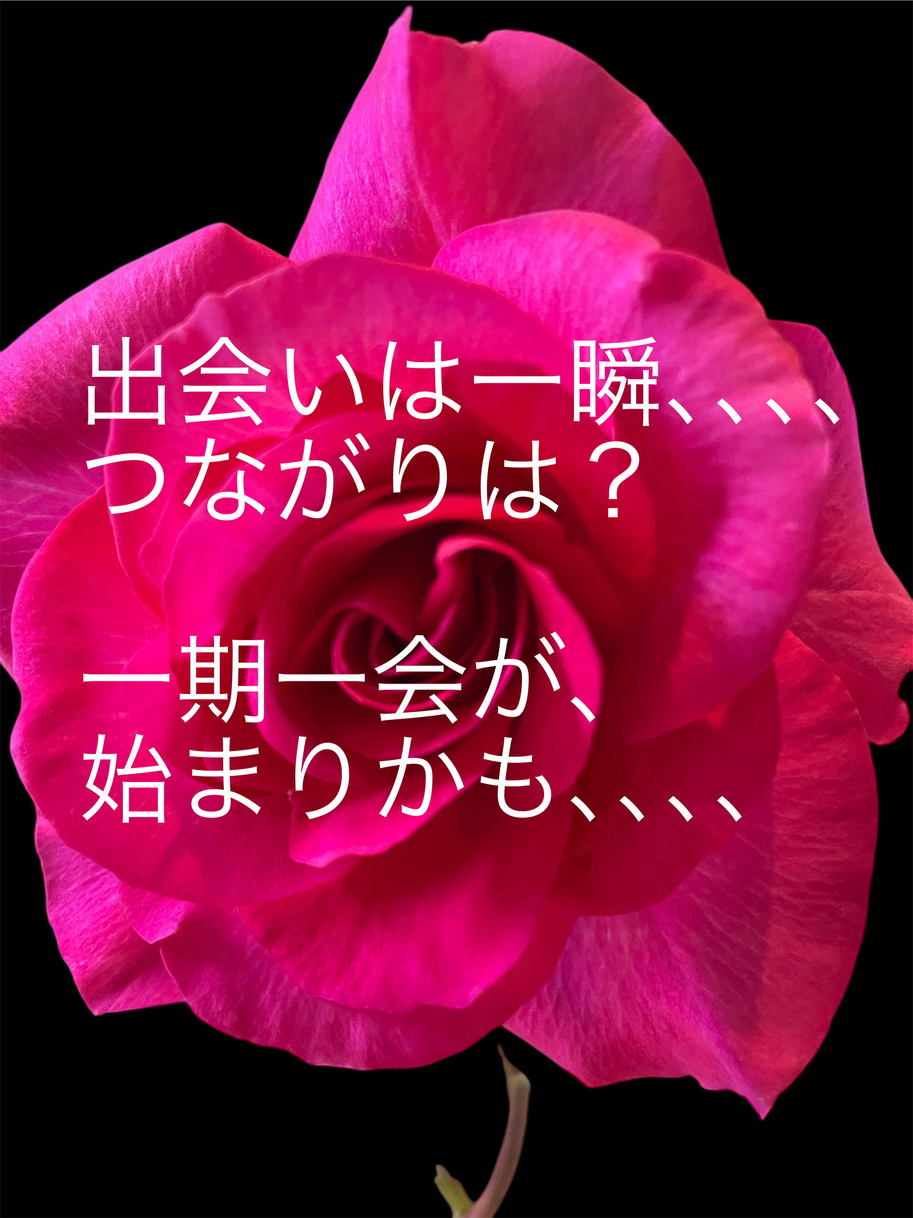 5月の薔薇