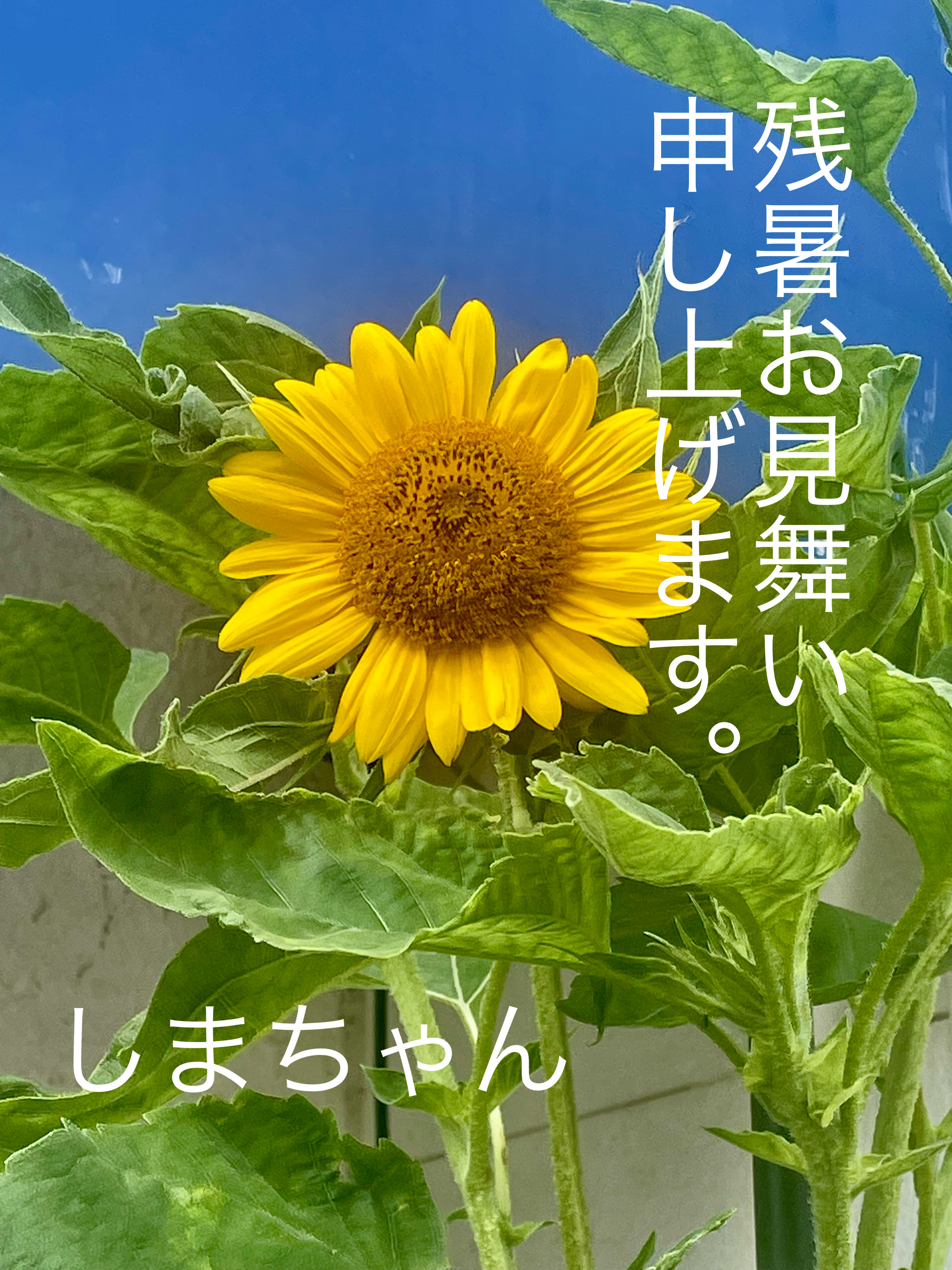 まだまだ､暑い日々が続きます。