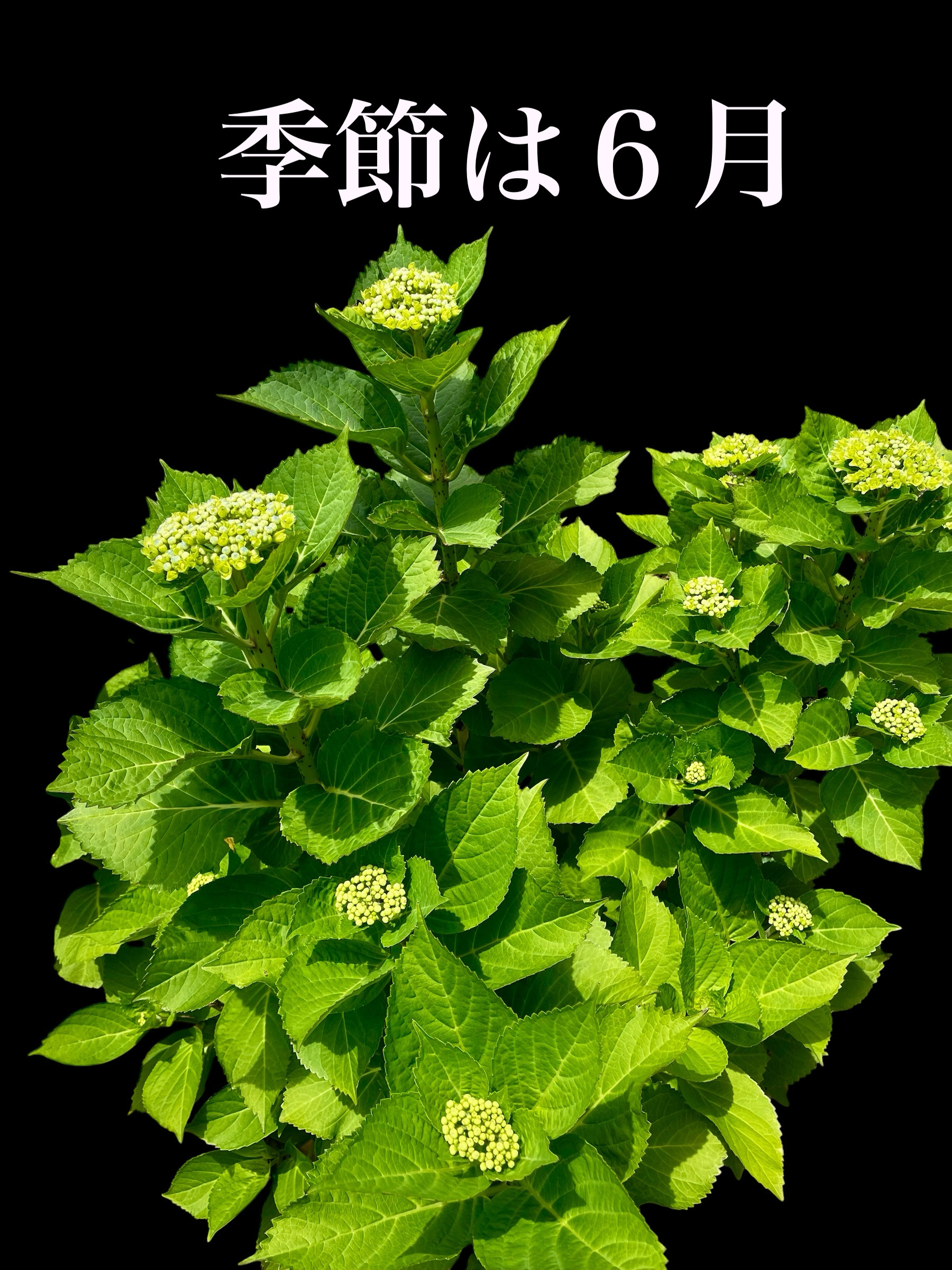 季節は６月となりました｡