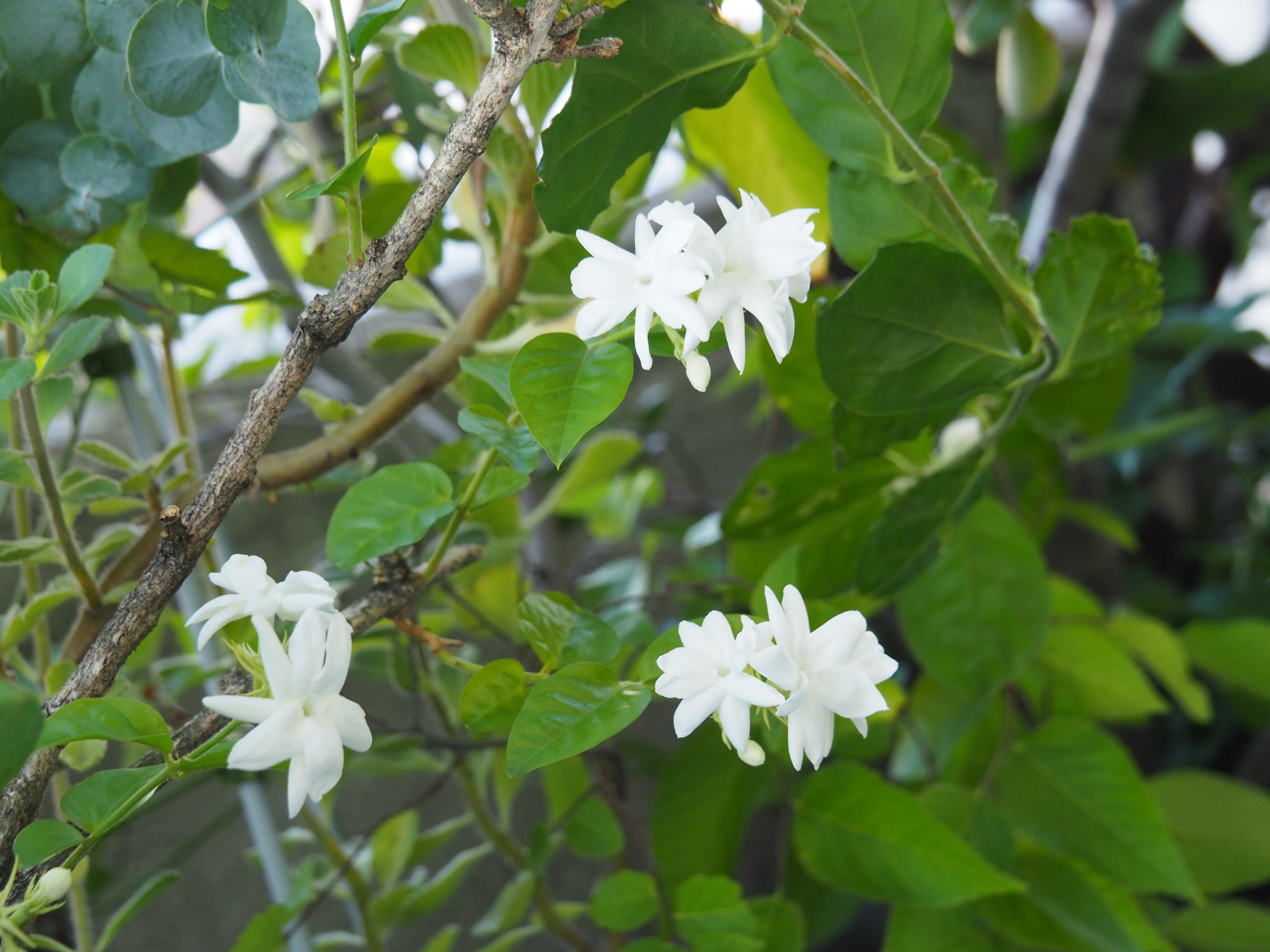 茉莉花