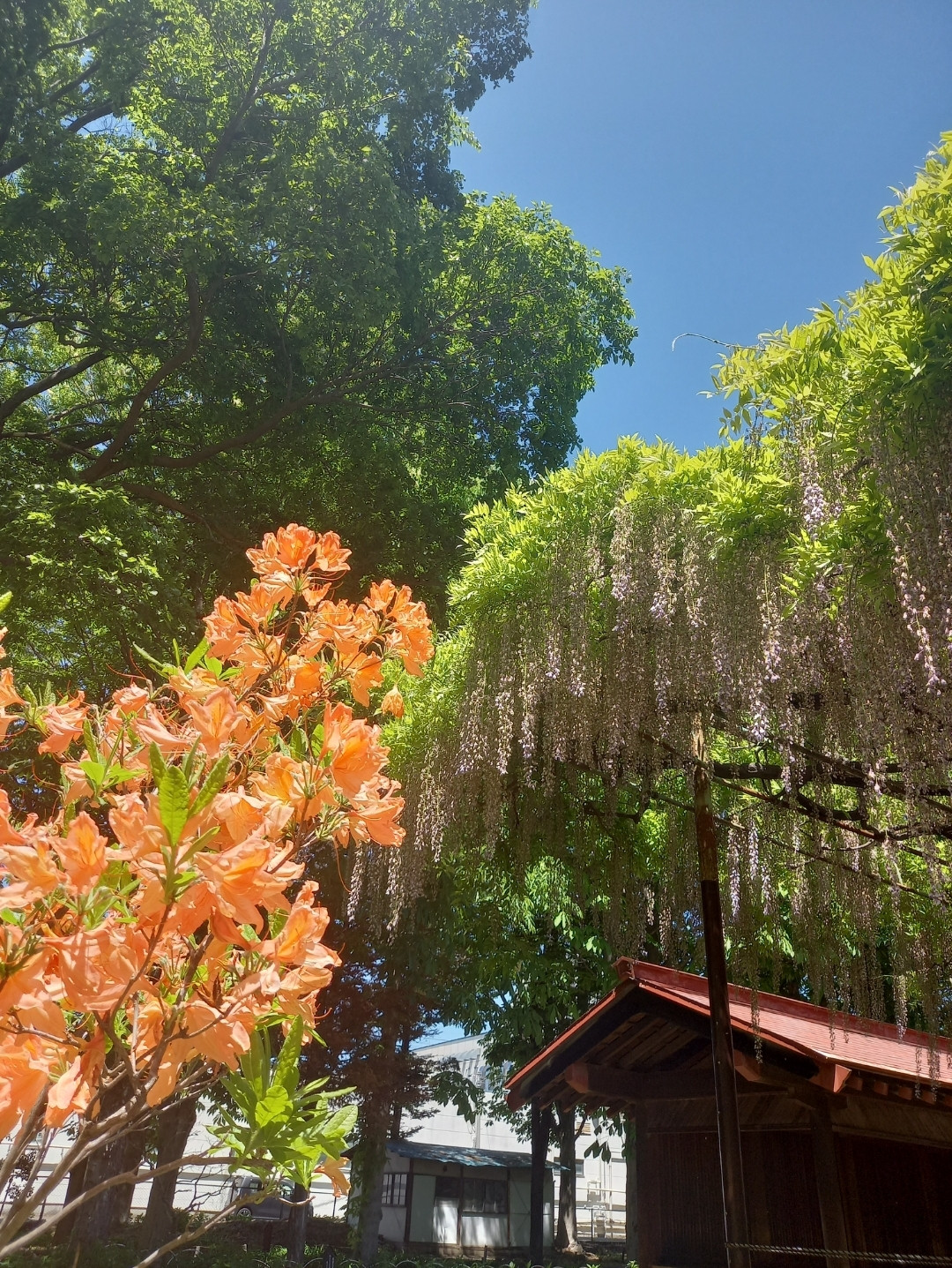 藤の花