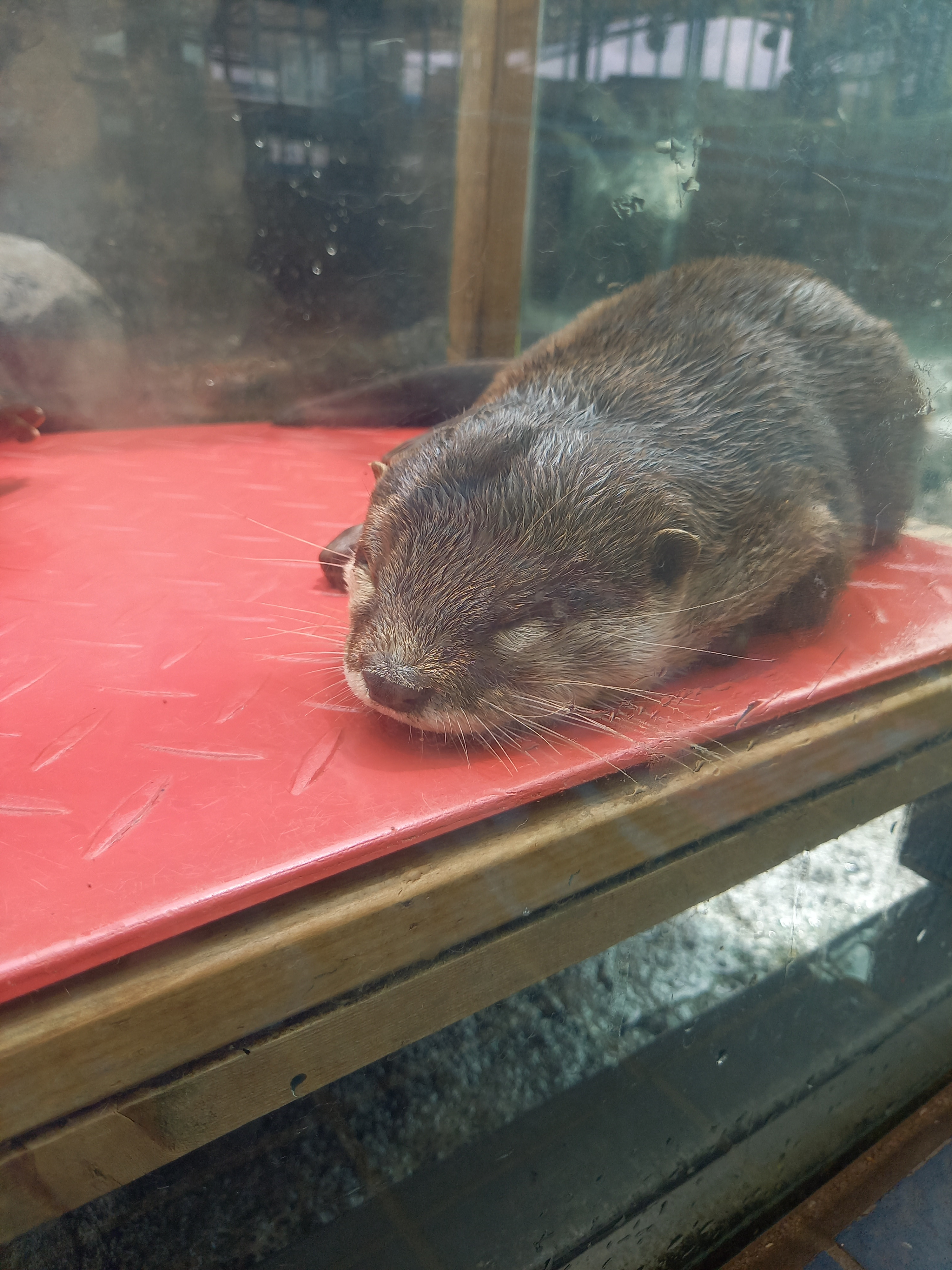 鳥羽水族館