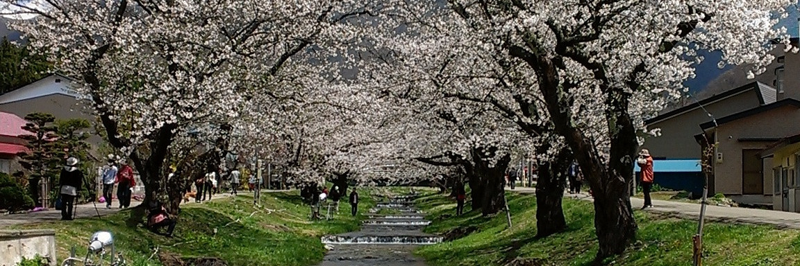 近くには観音寺川の桜