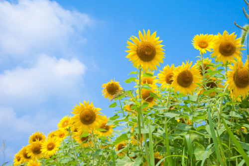 夏が来た！！