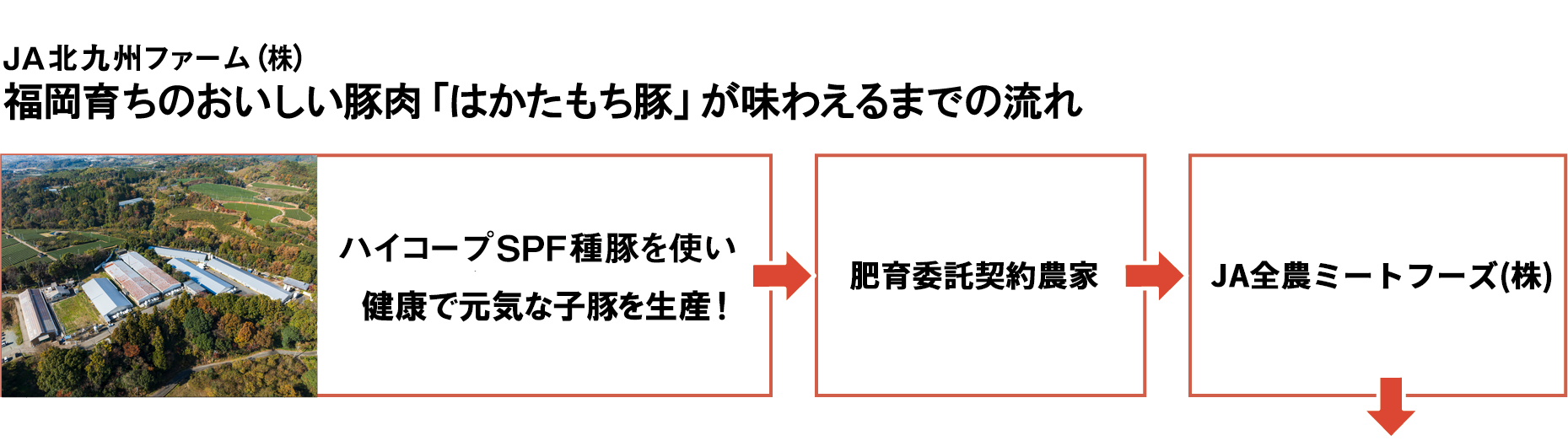 福岡育ちのおいしい豚肉「はかたもち豚」が味わえるまでの流れ