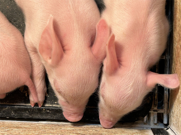 直入農場 飼料タンク