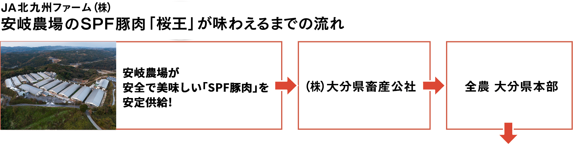 安岐農場のSPF豚肉「桜王」が味わえるまでの流れ