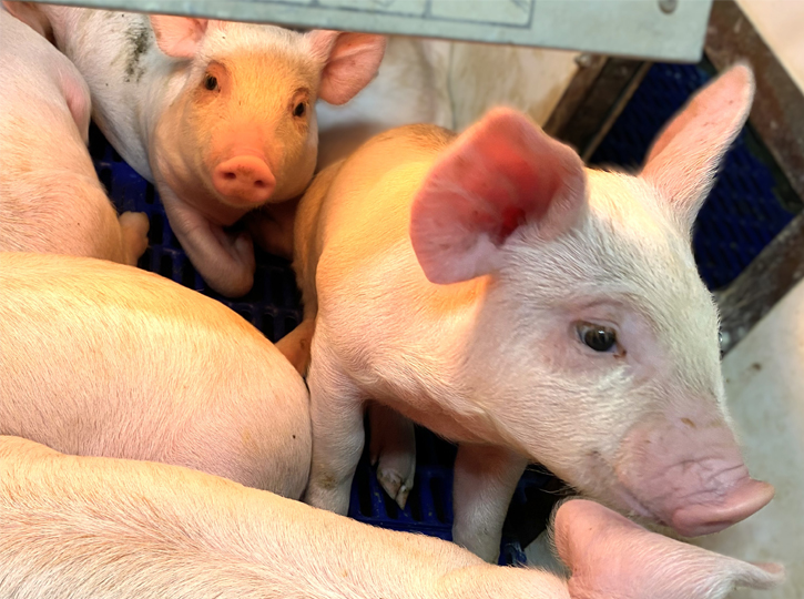 八女農場 豚の飼料