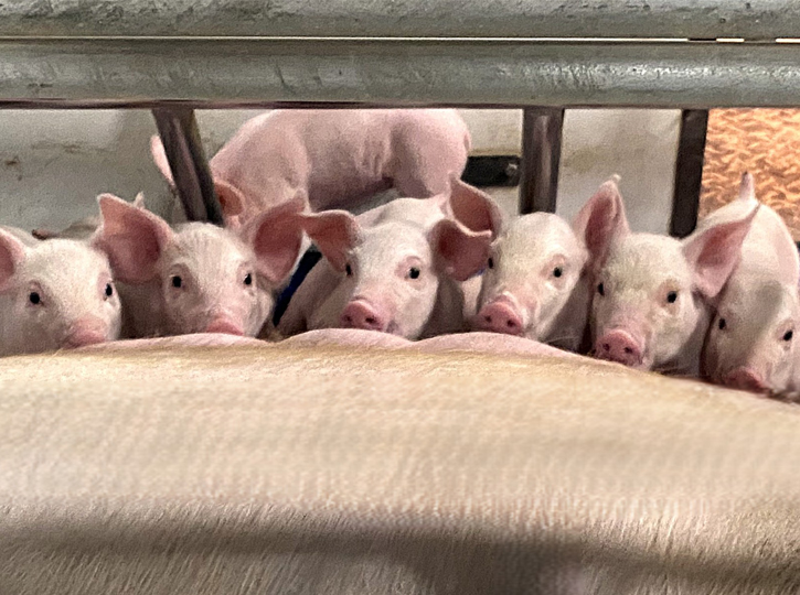 八女農場 飼料タンク