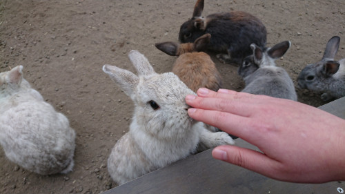 あなたが今まで1番頑張ってきた事は何ですか？