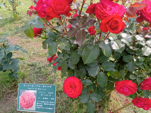 DSC_2617.jpg