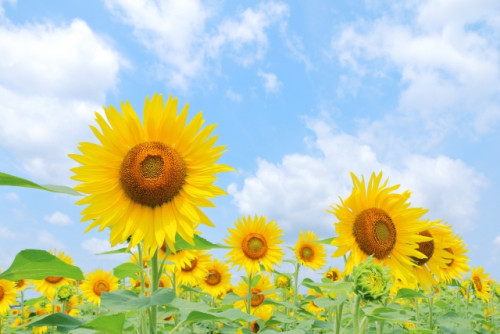 夏休み🌻生徒さん達の頑張り