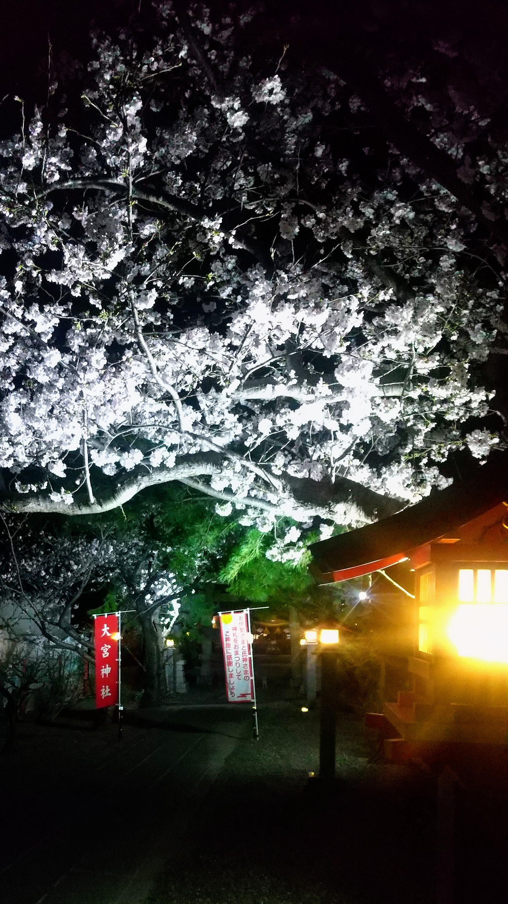 夜桜のライトアップ始めました！
