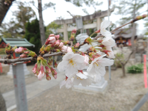 桜が開花しました