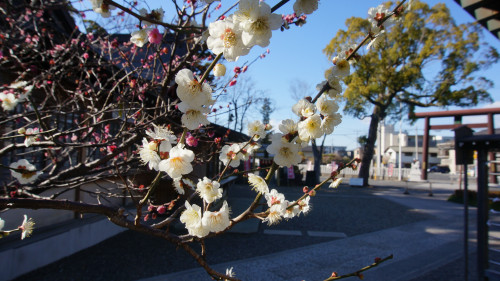 3月の月次（つきなみ）祭のおしらせ