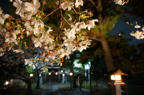 桜のライトアップについて