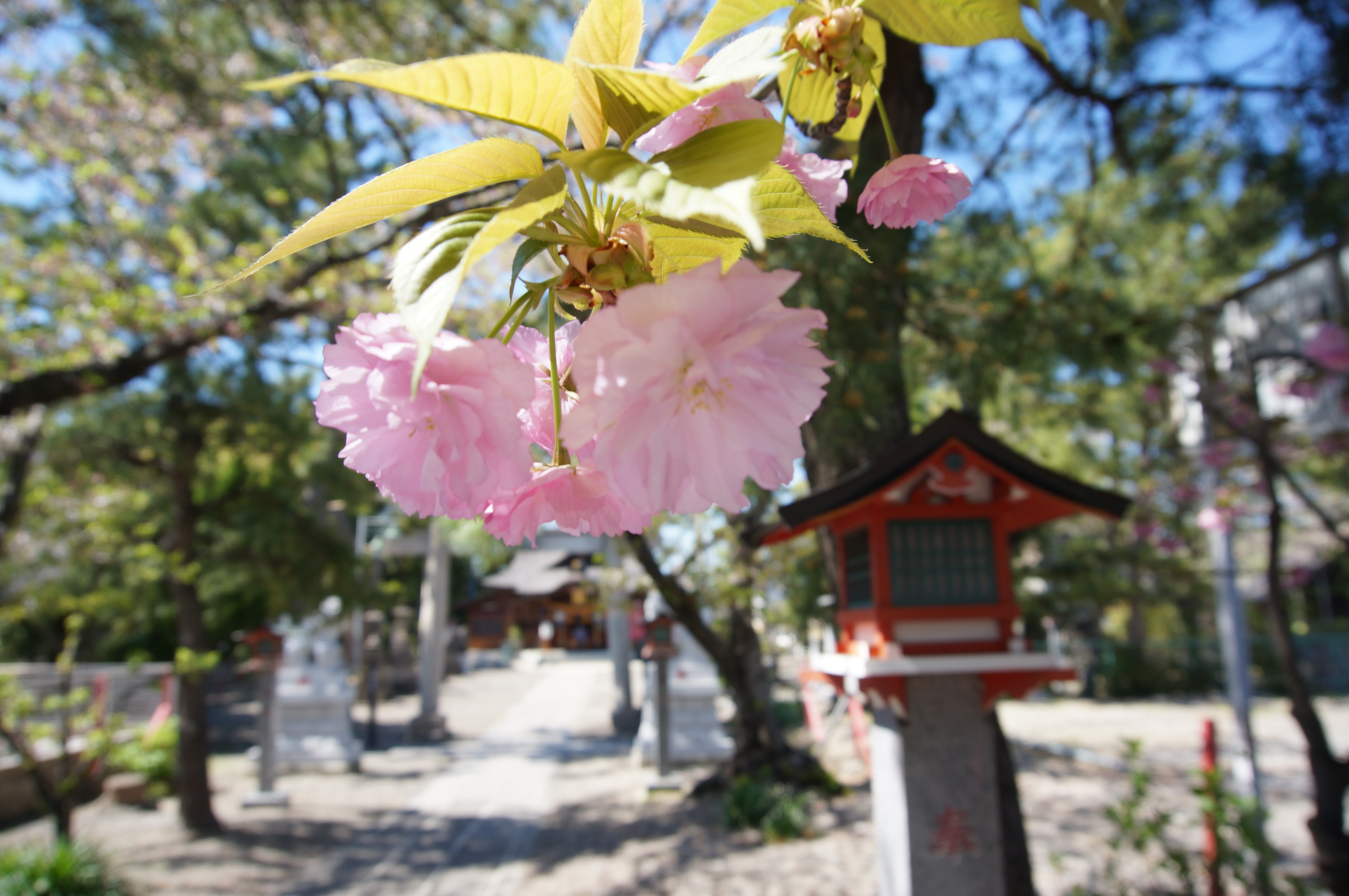 桜のライトアップの期間について