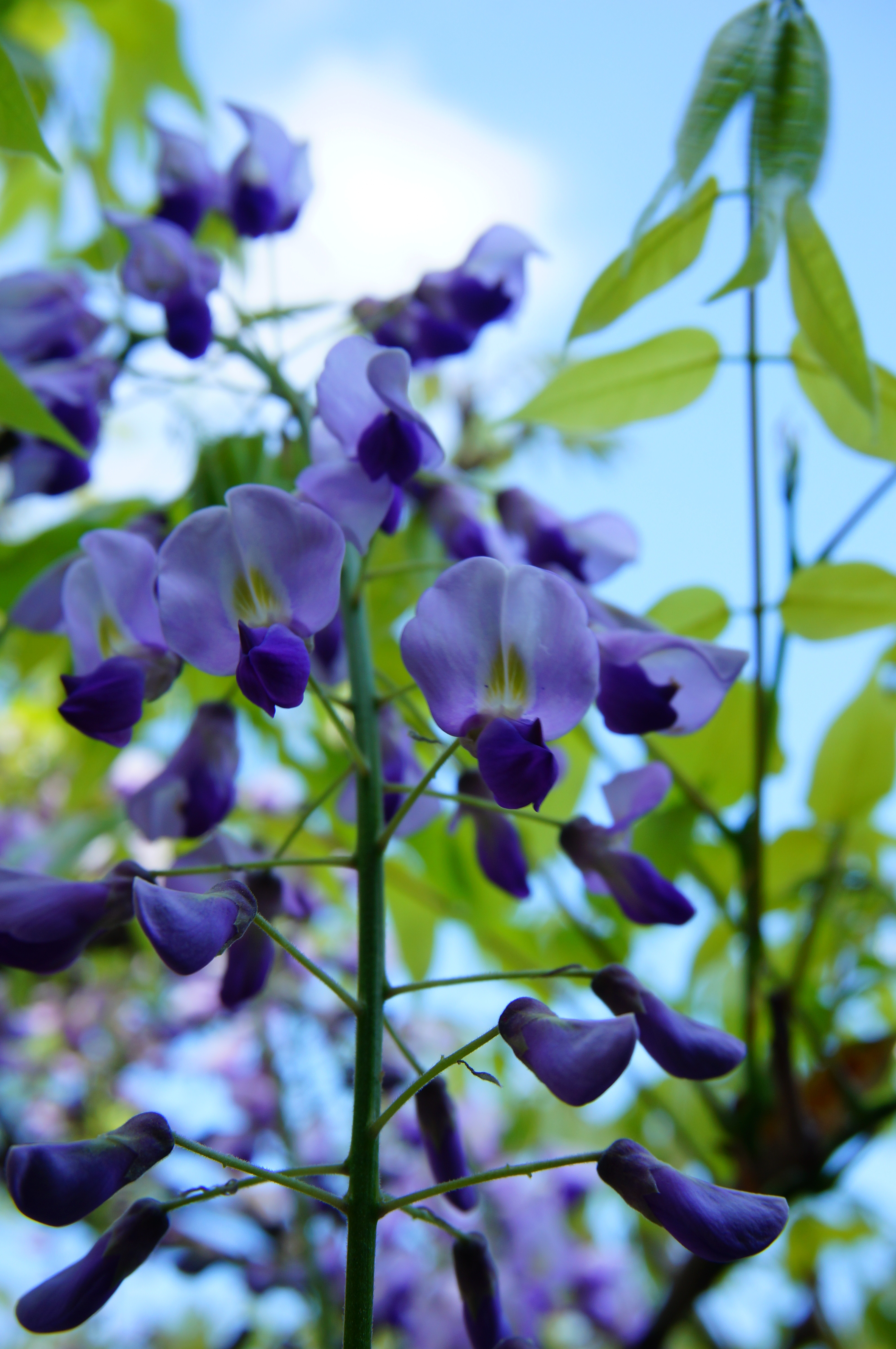 藤の花のライトアップについて