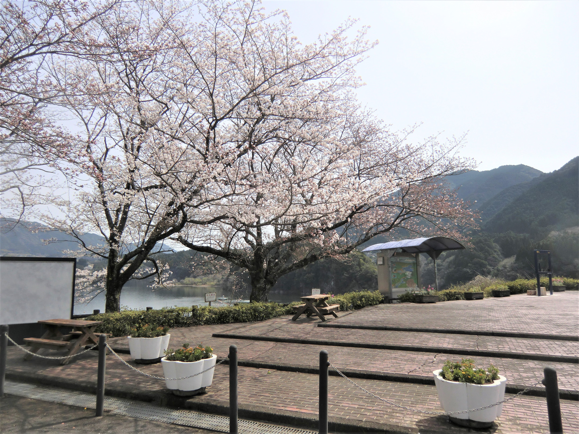 緑川ダム　桜