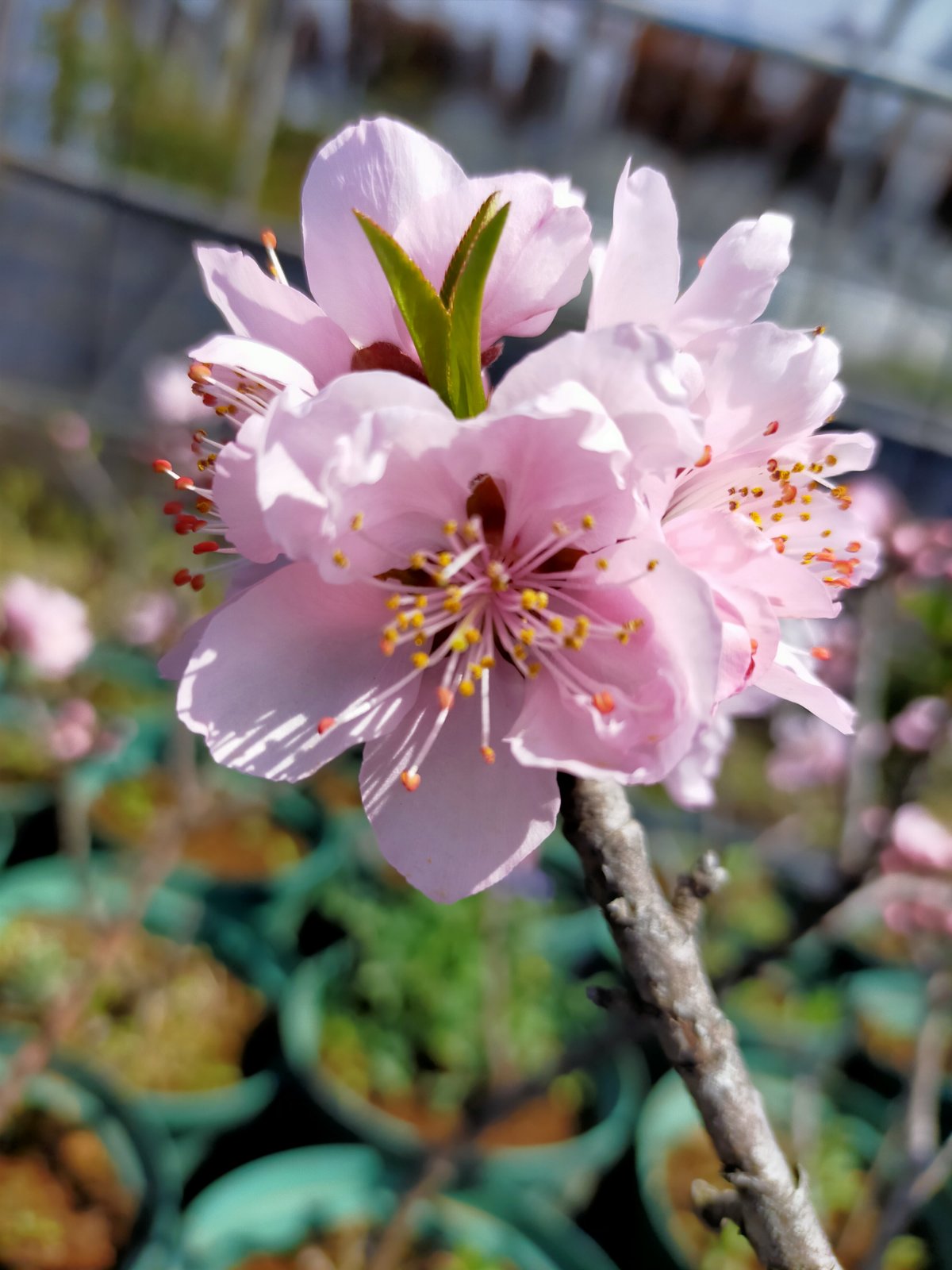 みきドワーフ桃　花が咲きました