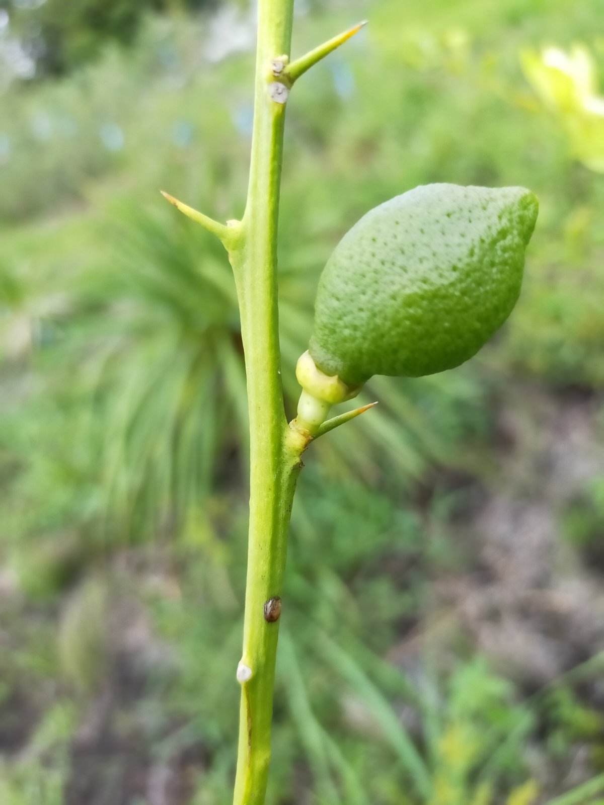 レモンの木、ザクロの木 - KIMIDORI FARM