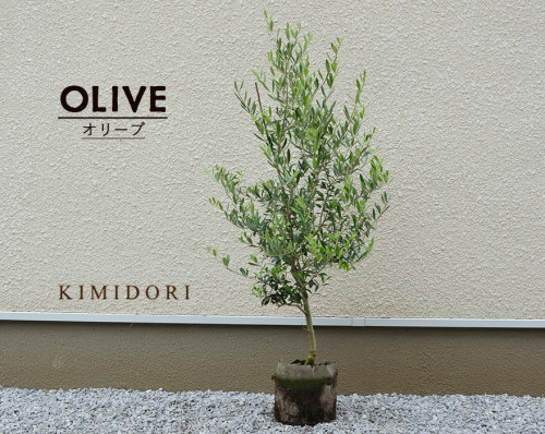 olive80100.jpg
