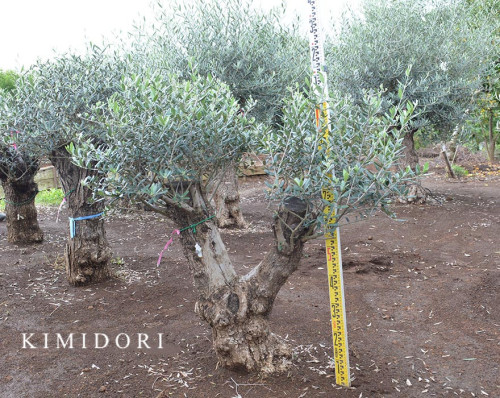 oliveivan.jpg