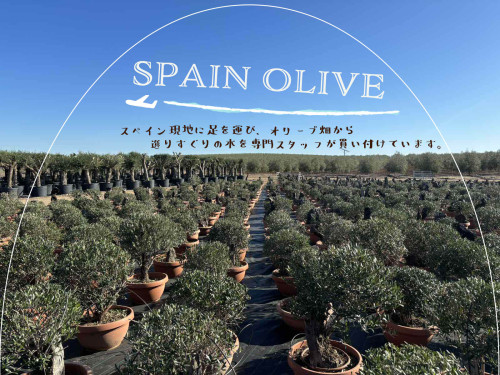 olivefarm.jpg
