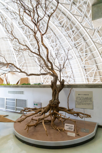 マンダリンセンターには2代目の古木が展示されています。