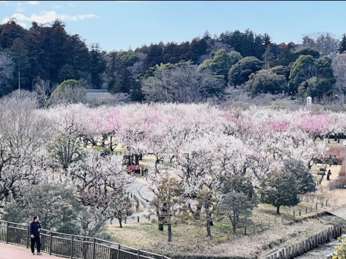 本日より梅祭りスタートです！