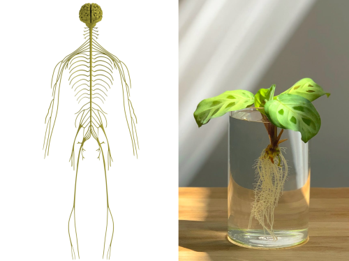 植物と神経.png