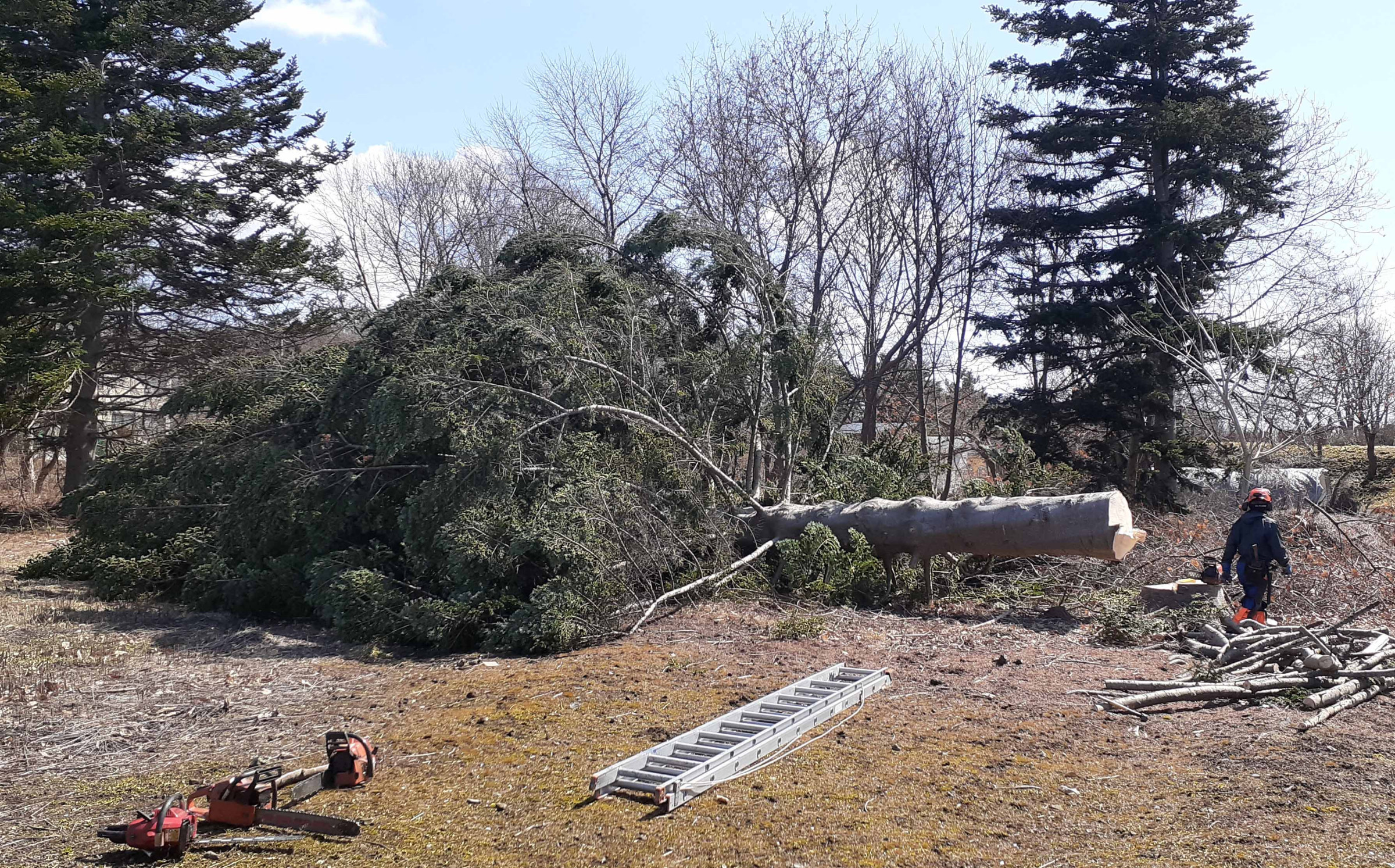 立木伐採処理：伊達市有珠町