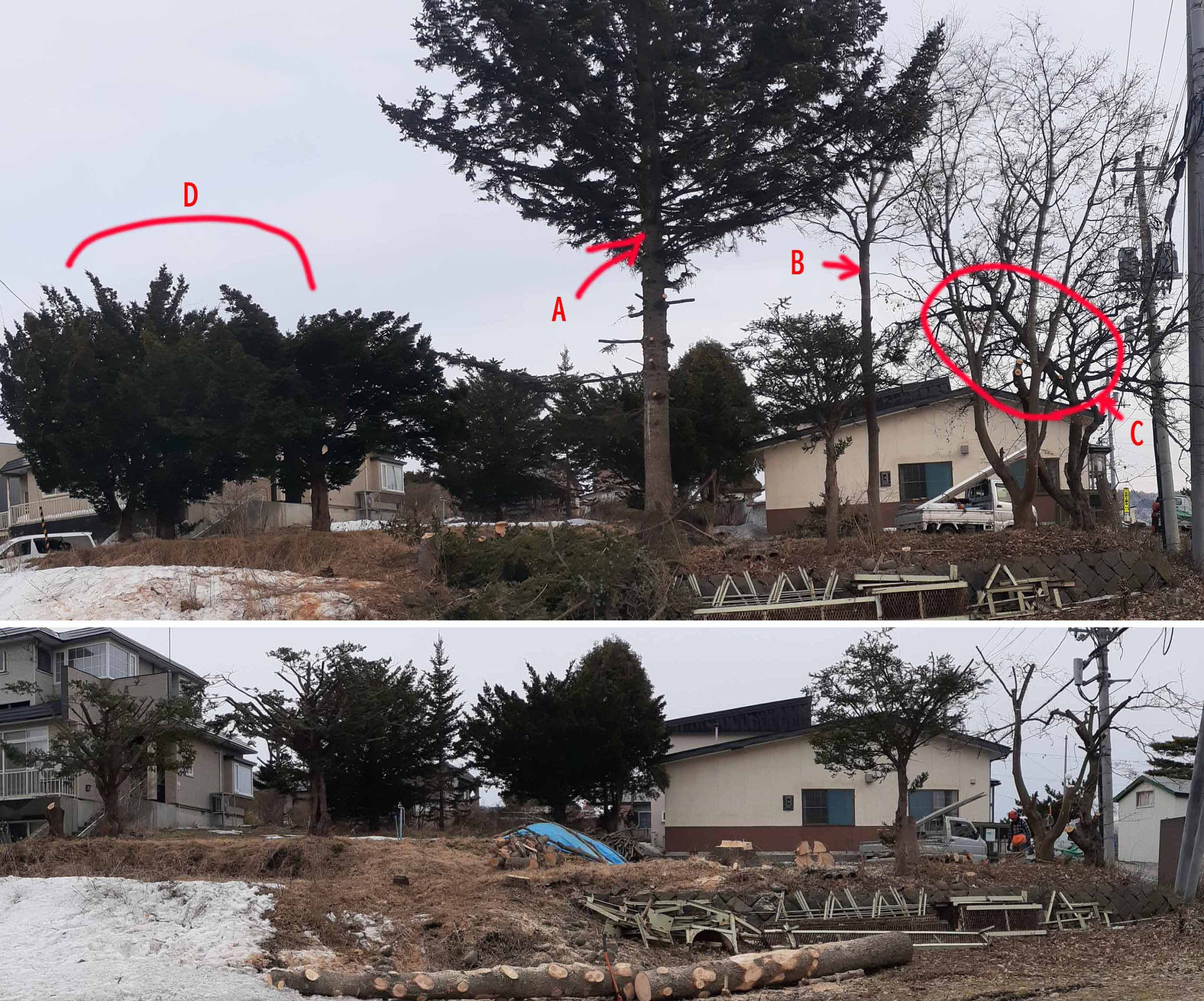 立木の剪定と伐採：壮瞥町滝之町