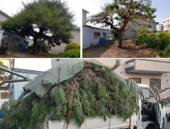 庭木の剪定：伊達市鹿島町