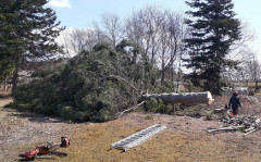 特殊伐採：ヒバ-建部