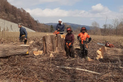 特殊伐採：トドマツ-豊浦
