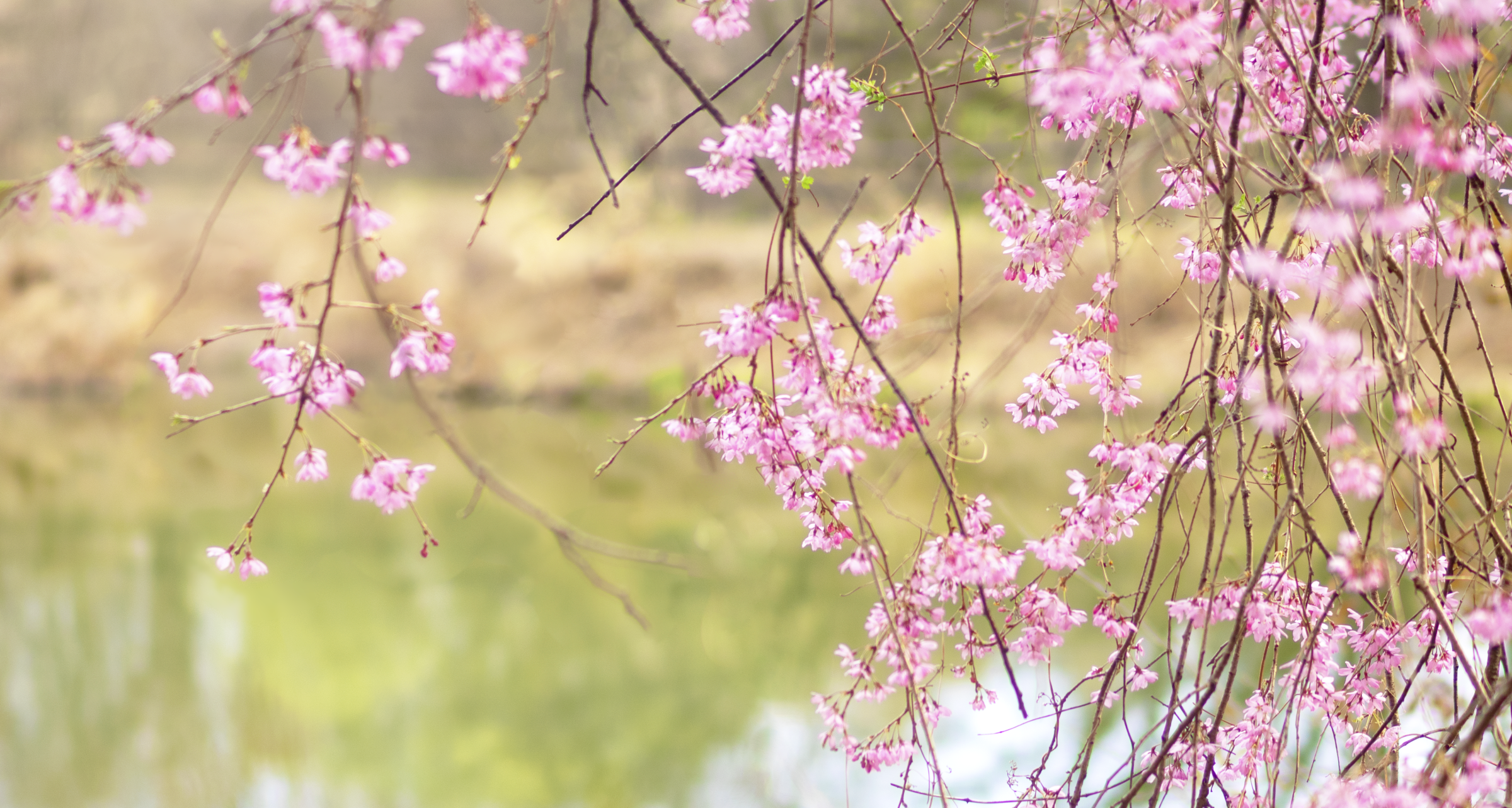 飛澤の池のしだれ桜